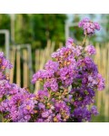 Lagerstroemia indica Petite Orchid